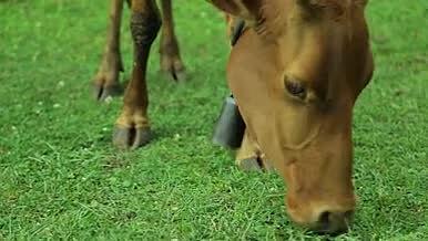 小牛吃草实拍视频视频的预览图